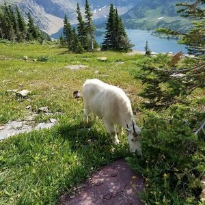 Meet your Posher, De ann